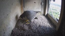 Wrotka zniknęła, przy gnieździe nowa sokolica. Skąd jest Ziuta?