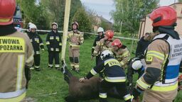 W akcji brało udział kilkunastu strażaków
