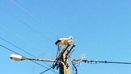 Ptaki upodobały sobie miejsce nad jeziorem i niestety, w pobliżu gastronomii. Ich gniazdo zostało jednak usunięte niezgodnie z prawem