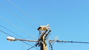 Ptaki upodobały sobie miejsce nad jeziorem i niestety, w pobliżu gastronomii. Ich gniazdo zostało jednak usunięte niezgodnie z prawem