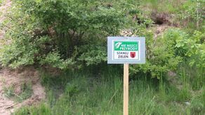 Królestwo dzikich pszczół. W tym mieście te owady dostaną specjalne przywileje 