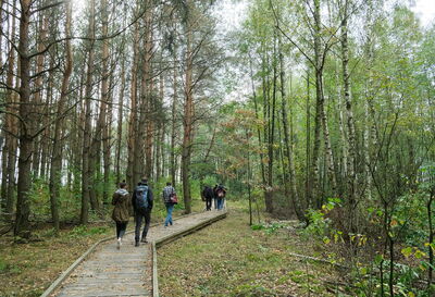 Akcja #SadziMY. Lasy Państwowe będą rozdawać drzewka