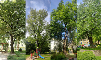 Miasto będzie je chronić. Mamy nowe pomniki przyrody