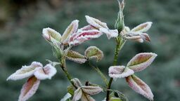 Przed nami kolejna zimna noc. IMGW wydaje alert dla Lubelszczyzny