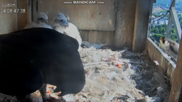 Wrotka jak prawdziwa wojowniczka po śmierci Czarta sama wychowuje maluchy. Jednak wokół gniazda kręci się inny kawaler. "Wszystko jest na dobrej drodze by zostali parą" - mówią obserwatorzy sokołów. 