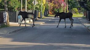 Łosie wędrowały po ulicach Białej Podlaskiej od kilku dni 