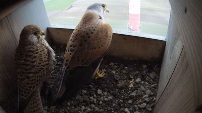 Cementowscy i Betonowscy czekają na pisklęta. Podpatruj pierwsze dni