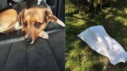 Wystraszony pies uwięziony w worku. Odnalazły go dzieci