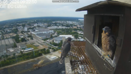 Saga o Wrotkowskich się rozkręca. Borowy wyleciał z gniazda