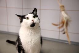 Wysterylizuj swojego zwierzaka za darmo