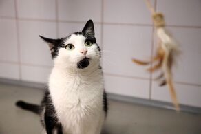 Wysterylizuj swojego zwierzaka za darmo