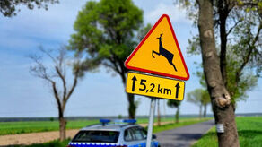 zdjęcie ilustracyjne 