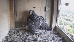 Lubelskie sokoły z nowoczesnym sprzętem 