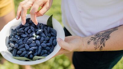 Jagody kamczackie to prawdziwe źródło witamin. Nie na darmo nazywane są "superowocem" i znane w medycynie ludowej od wieków. 