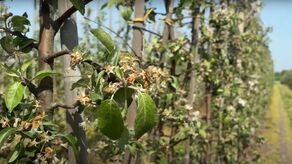 Jabłonie po przymrozkach 