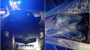 Poważny wypadek z udziałem zwierzęcia