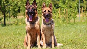 Wcześniej dzieci często bawiły się z dorastającymi szczeniakami