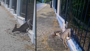 Mimo interwencji strażaków, życia saren, które podjęły dramatyczną próbę sforsowania metalowego ogrodzenia, nie udało się uratować