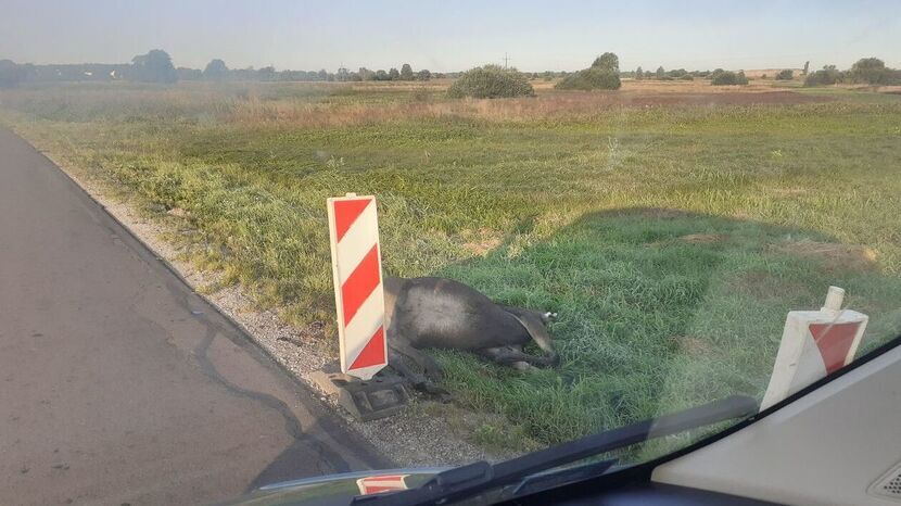 Rzeczyca. Droga zablokowana. Objazdy po zderzeniu z łosiem