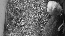 "Plecaczek" z lokalizatorem pozwala na obserwowanie wędrówki ptaków. Badania wykazały, że nie przeszkadza on w codziennym funkcjonowaniu ptaka.