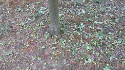 Grad zniszczył wszystko. Izba Rolnicza apeluje o wprowadzenie klęski żywiołowej 