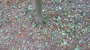 Grad zniszczył wszystko. Izba Rolnicza apeluje o wprowadzenie klęski żywiołowej 