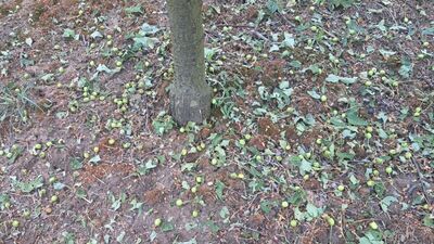 Grad zniszczył wszystko. Izba Rolnicza apeluje o wprowadzenie klęski żywiołowej 