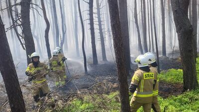 Strażacy walczą z pożarem lasu. Są dowody na podpalenie 