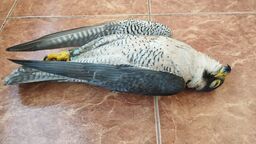 Badania potwierdziły. Czart został otruty