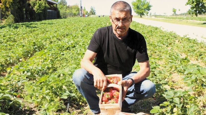 Marek Krzesicki z rodziną to jeden z większych plantatorów truskawki w gminie wiejskiej Puławy. W sezonie do pracy na 3,5 hektarach pól, zatrudnia kilkunastu pracowników, głównie z Ukrainy