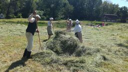 Sianokosy w Muzeum Wsi Lubelskiej