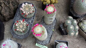 Kaktusy i sukulenty będą królować w Ogrodzie Botanicznym 