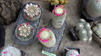 Kaktusy i sukulenty będą królować w Ogrodzie Botanicznym 
