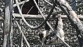 Mama i jej młode podczas niedzielnego spaceru