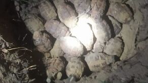 W lesie znaleziono ponad 30 niewybuchów. Wezwali saperów