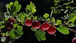 Kuchnia sezonowa. Czas na agrest