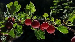 Kuchnia sezonowa. Czas na agrest