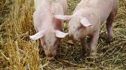 Ognisko ASF.  Ograniczenia dla rolników w kilku powiatach 