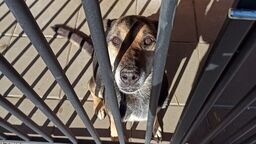 Schronisko nie dostało imienia, ale jest już nowa kierownik