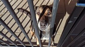 Schronisko nie dostało imienia, ale jest już nowa kierownik