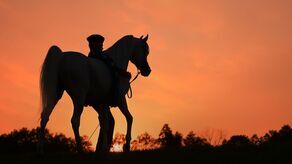 Pride of Poland 2024. Za oglądanie najlepszych koni publiczność zapłaci 