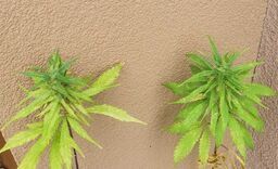 Sadził pomidorki i… 2- metrowe konopie