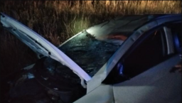 Niebezpieczne spotkania na drogach: giną zwierzęta, zagrożeni są też ludzie