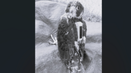 Lubelskie sokoły. Borowy odnaleziony martwy