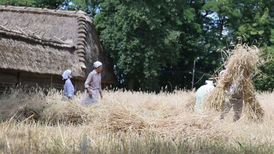 Żniwowanie w lubelskim skansenie