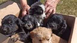 Szczeniaki wyrzucone w worku przy torach. Miały szczęście 