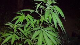 Plantator konopi: Posadziłem to przez pomyłkę