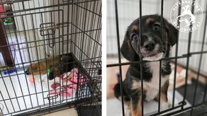 Trzeba ratować szczenięta! Błaganie o pomoc