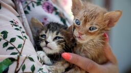 Bezdomne zwierzęta czekają na nowy dom. "Dopiero uczą się kontaktu z człowiekiem"