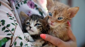 Bezdomne zwierzęta czekają na nowy dom. "Dopiero uczą się kontaktu z człowiekiem"